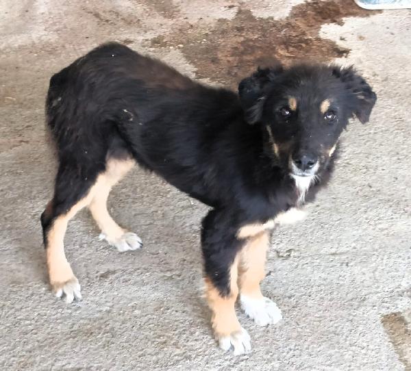 CAGNOLINI ALLA RICERCA DI UNA CASA Foto 2